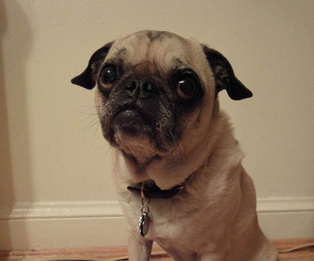 PENSIVE PUG - pug, cute, puppy, pensive