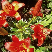 RED LILLIES