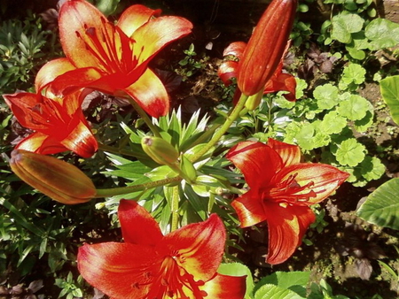 RED LILLIES - flowers, lillies, red, beautiful