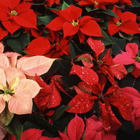 MULTI COLOURED POINSETTIAS