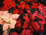 MULTI COLOURED POINSETTIAS