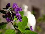 NIGHTSHADE FLOWERS