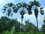 Madagascar Jungle Palm trees