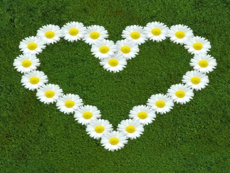 Daisy Love - daisy, flowers, love, nature