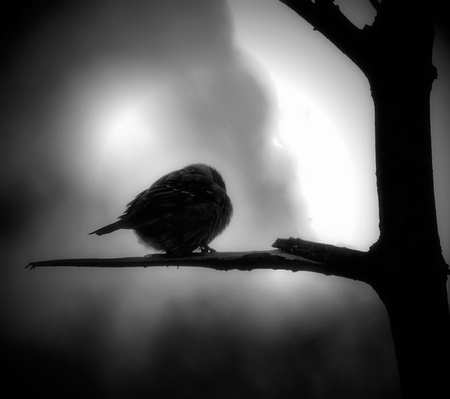 NOVEMBERGREY - bird, photography, bw, landscape, animals