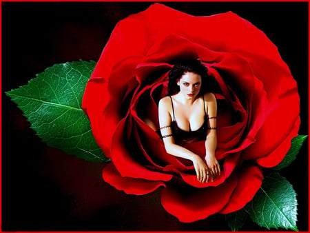 Dreaming of You - nature, beautiful, red, rose, beauty, lovely, flower