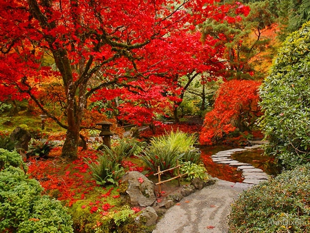 Colorful garden - red, colorful, park, red trees, colors, path, garden