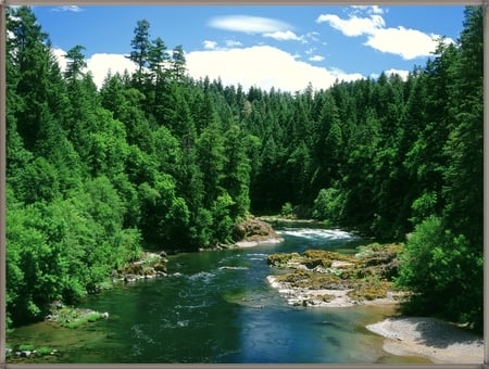 FOREST RIVER - nature, forest, trees, river