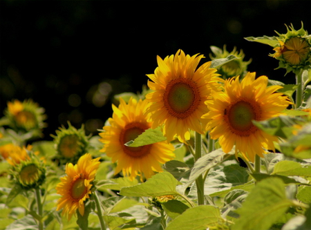 NATURES BEAUTY - flowers, pretty, plants, sun