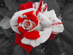 Red-white rose