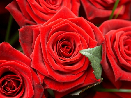 Magic red roses  - beauty, roses, red, velvet roses, magic, wonderful roses, flowers, red roses