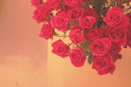 Beautiful roses - beauty, roses, brightness, beautiful roses, corner, red, flowers, sunny day, red roses