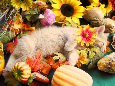 Loving autumn - autumn, sunflowers, pumpkin, cat, kitty, relax, loving