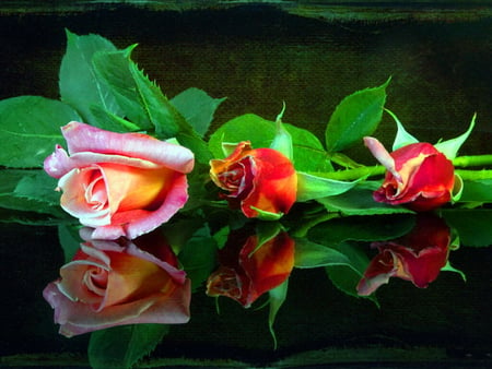 Roses reflection - flowers, pretty, roses, reflectiion, beautiful, nice, lovely, three