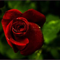 Red rose of love