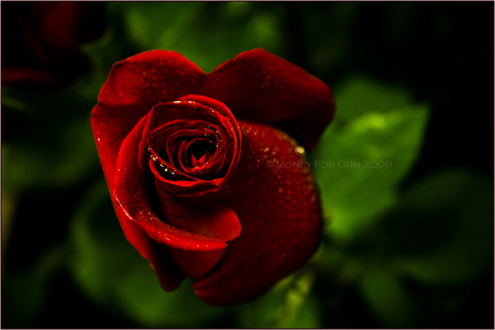 Red rose of love - love, rose, flower, red