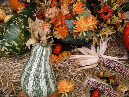 Thanksgiving Harvest - nature, thanksgiving, harvest, still life