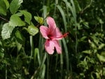 RED HIBISCUS