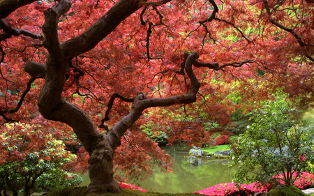 AUTUMN TREE - lake, nature, tree, autumn