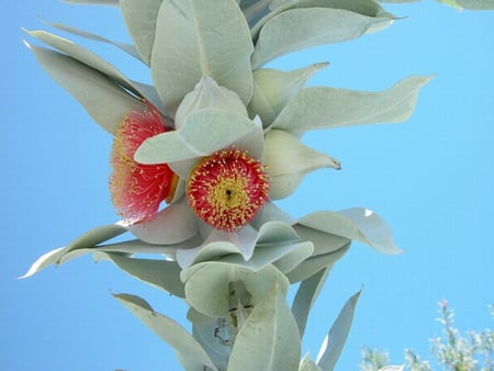 GUMNUT FLOWERS - gumnuts, beauty, tree, flower