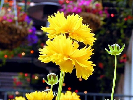 FLOWER AND BUDS - flower, yellow, buds, plant