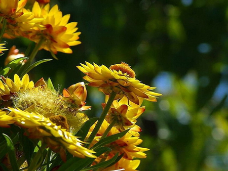 PAPER DAISIES - daisy, flower, yellow, paper