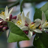 MYER LEMON BLOSSOM