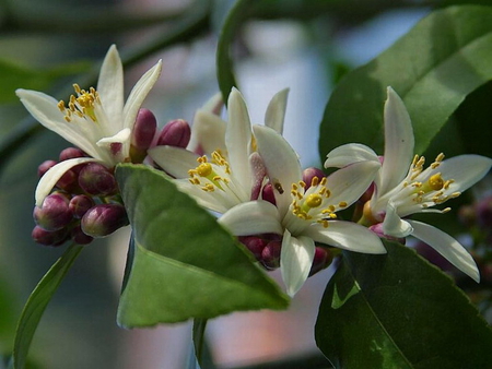 MYER LEMON BLOSSOM - myer, tree, blossom, lemon