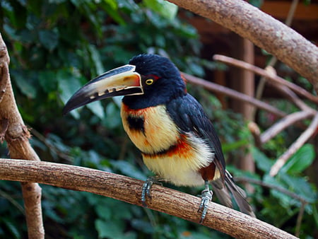 Pteroglossus torquatus - bird, animal, macaw, tropical, forest, photo, pteroglossus torquatus