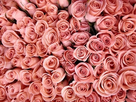 Roses, roses, roses... - beauty, pink roses, roses, pink, magic, beautiful, flowers