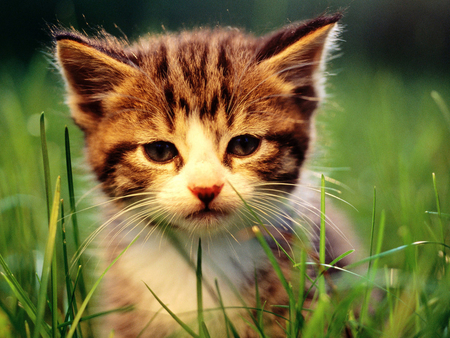 Kitten in the grass - animal, kitten, pet, cat, sweet, feline, nature, grass