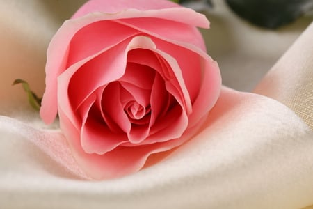 Alone Pink Fallen Rose - beautiful, photography, beauty, photo, fallen, flower, pink, nature, rose