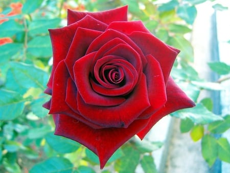 red rose - flowers, tismana monastery, nature, red, romania, rose, love