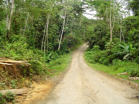 Path - path, tree, nature, grass