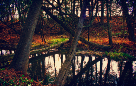 Forest-HDR - forest, great, beautiful, leaves, amazing, hdr, grass, scenery, river, photography, nature, park, autumn, pretty, cool, water, landscape, beauty, branches, season, reflection, nice, lovely, trees, colors