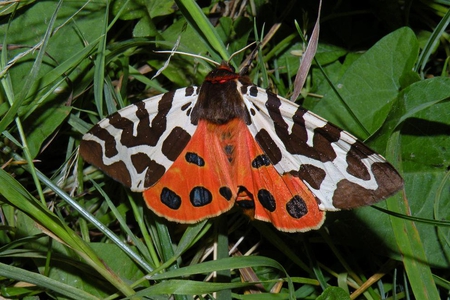 Butterfly Brown Bear (Arctia Caja) - brown bear, animal, butterfly, insect