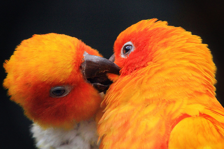 A Parakeet Kiss - yellow, kiss, parakeets, orange, birds