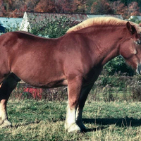 Sleeping Draft Horse