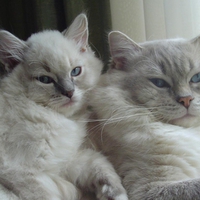 Ragdolls.