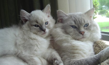 Ragdolls. - animal, ragdoll, cat, kitten