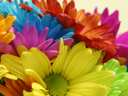 DAISIES - colorful, wallpaper, daisies, 3d