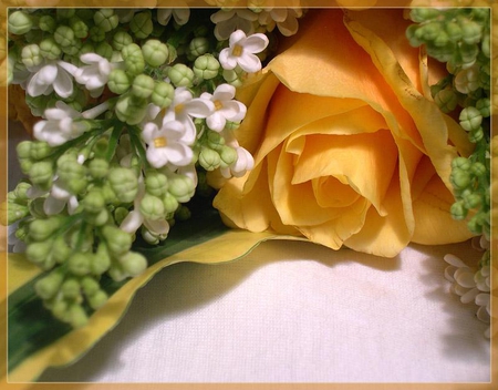 Birthday Rose - bouquet, yellow, buds, rose