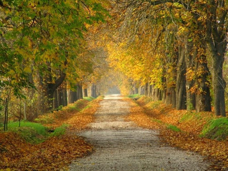 Autumn Season - trees, road, colors, autumn