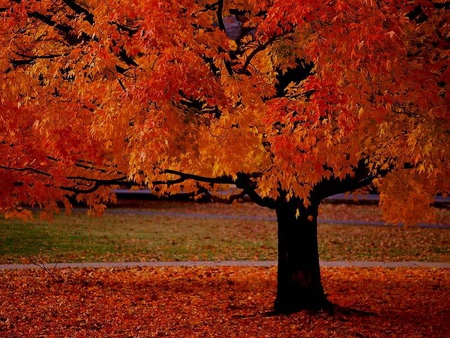 Autumn Tree - leaves, tree, colors, autumn