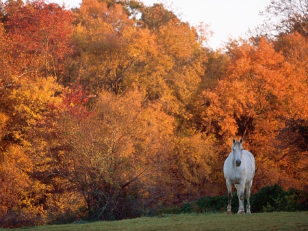 Warmblood Tewkesbury Manor Maryland - animal, horse, tree, autumn