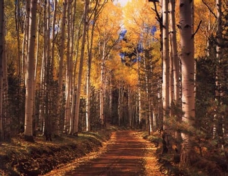 Going Through the Forest - leaves, trees, road, bush