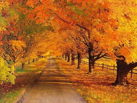 The Colored Road - leaves, trees, road, autumn