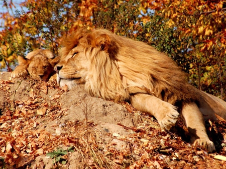 Lion couple - animal, jungle, lion, beast, wildlife