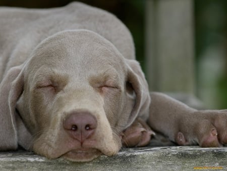 Sleepy dog - dog, pet, animal, sleep