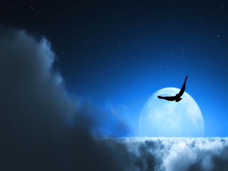 Freedom - mooon, cloud, blue, animal, bird